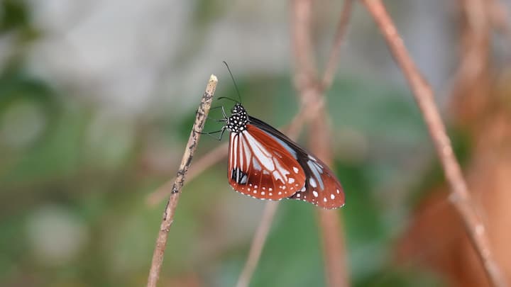 Visite approfondie de la nature d'Amami