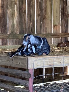Enjoy a Guided Goat Tour & Serene Farm