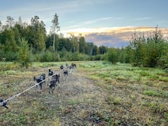 Talkeetna：夏季旱地狗拉雪橇之旅