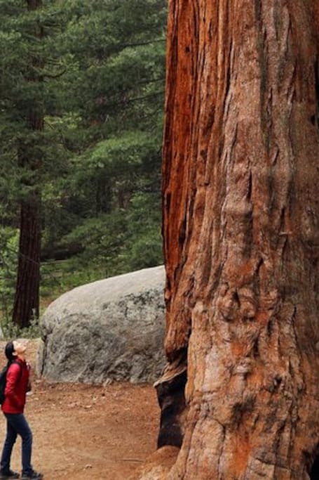 Explore Armstrong Redwoods, Coast and Sausalito