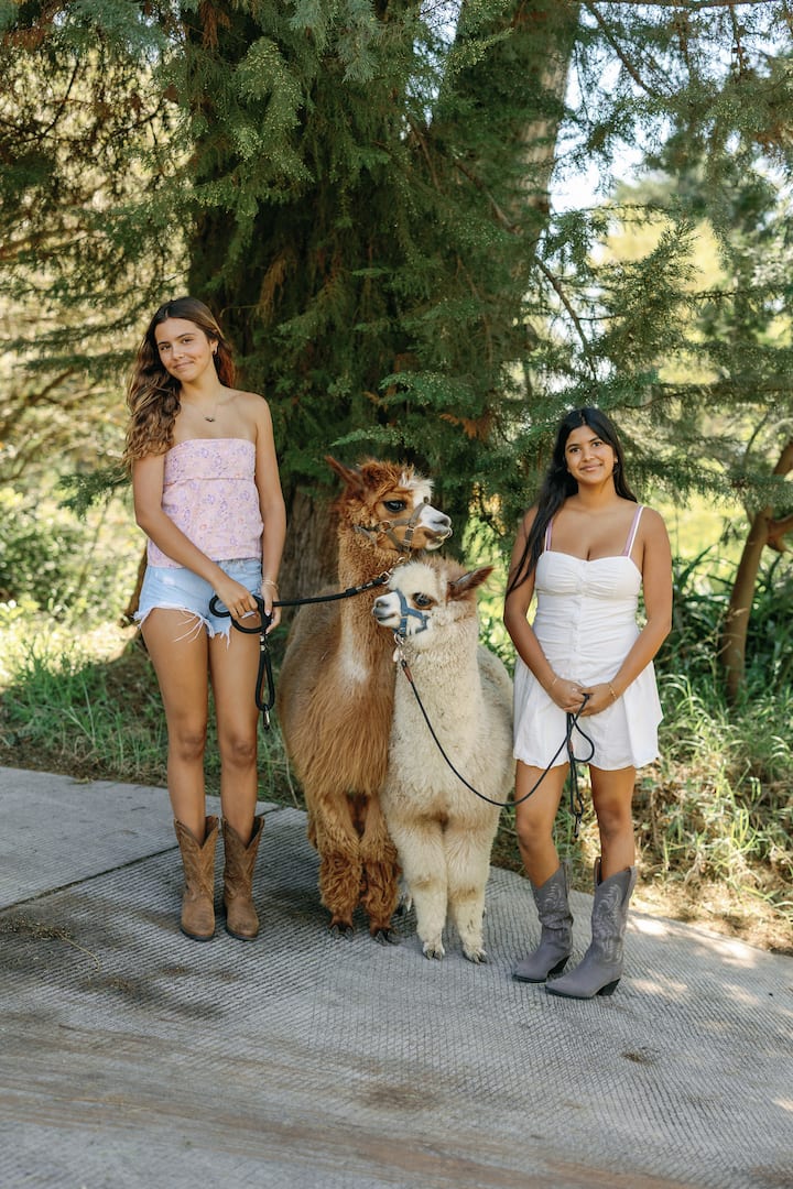 Fiesta del té con alpacas, llamas y conejitos