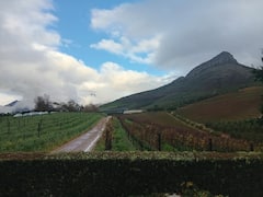 Degusta vinos en Stellenbosch con un guía local