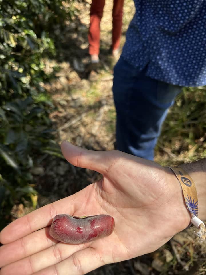 बोगोटापासून 2 तासांच्या अंतरावर असलेल्या कोलंबियन कॉफी फार्मला भेट द्या