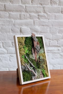 Crea naturaleza en un marco con musgo perenne