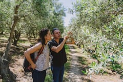 Degustación de aceite de oliva y visita guiada a un olivar