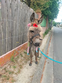 Pasee acompañado de burros por un sendero