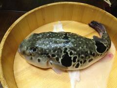 Préparation de maître de fugu en direct : table privée à Kyoto/Osaka