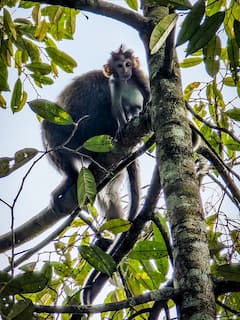 Experiencia en el Bosque de los Monos de Tetebatu