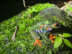 Experiencia de caminata nocturna para observar ranas