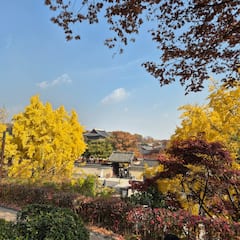 朝鲜王朝国王心爱的宫殿、昌德宫和秘密花园深度游