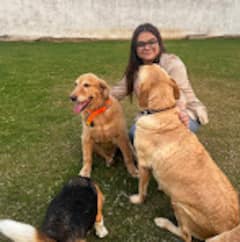 Sesión de meditación con perros.