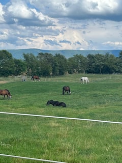 Recorrido por una granja de caballos