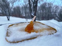 Tree-to-Table Maple Syrup Farm Tour