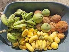 Entre coco, yuca y flores : sabor caribe