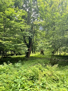 Practica la atención plena en el bosque con un guía