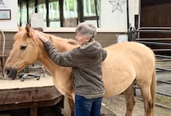 Conecta con caballos Mustang
