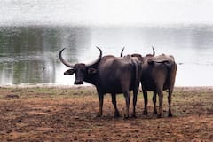 Observez les léopards à Yala avec un guide de safari