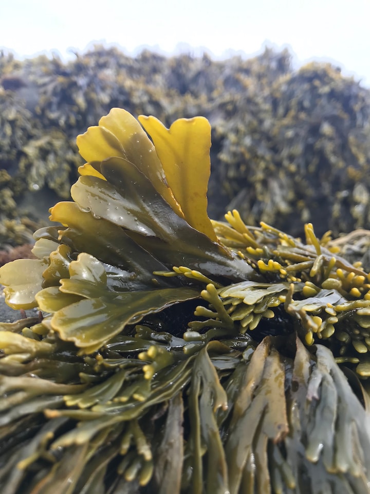 Forage edible seaweed · ☆4.99