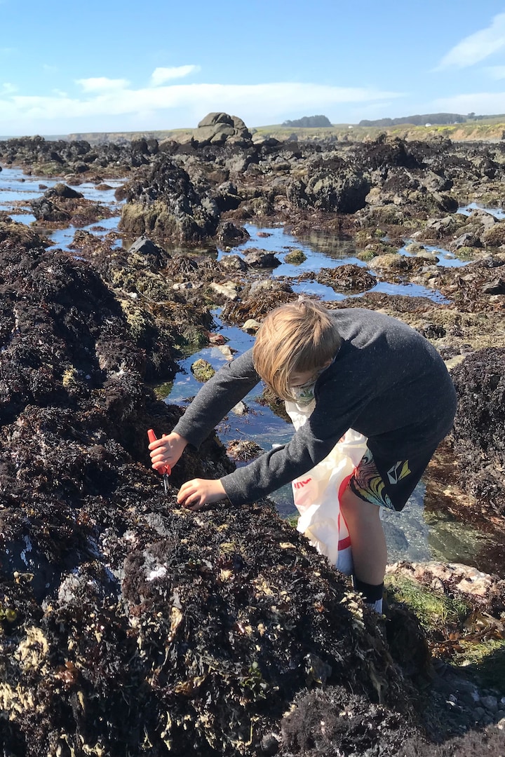Forage edible seaweed · ☆4.99