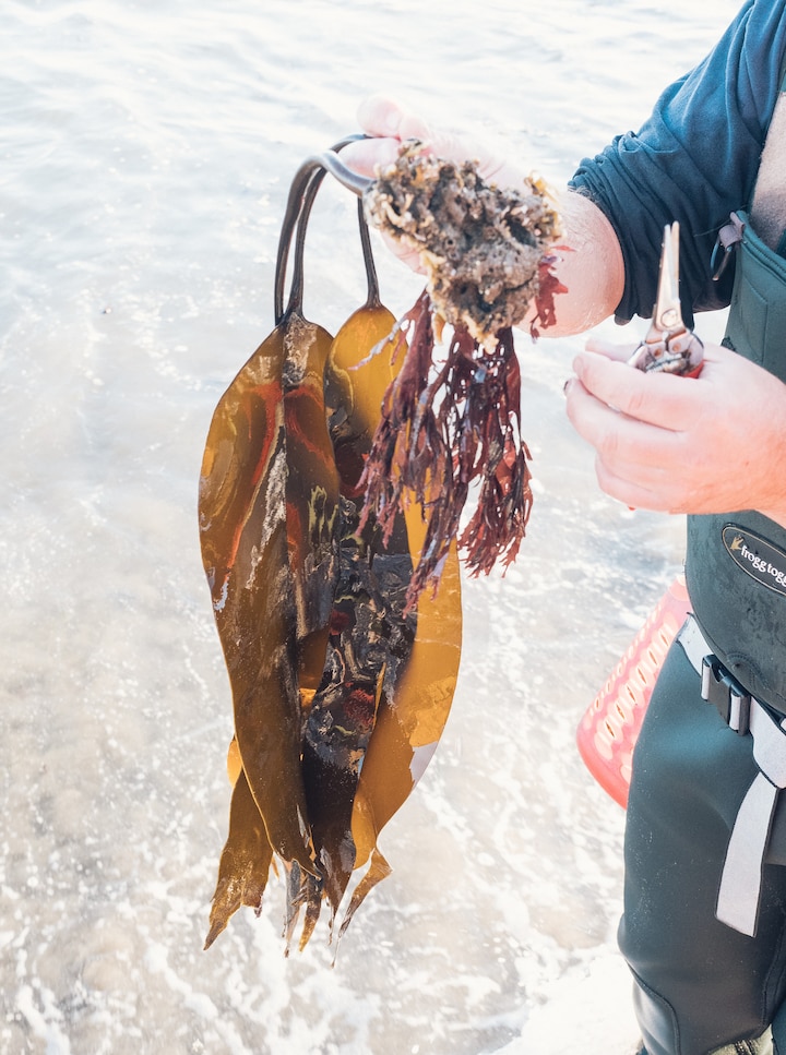 Forage edible seaweed · ☆4.99
