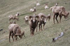 Visite guidée privée haut de gamme de Banff et Yoho - 10 sites