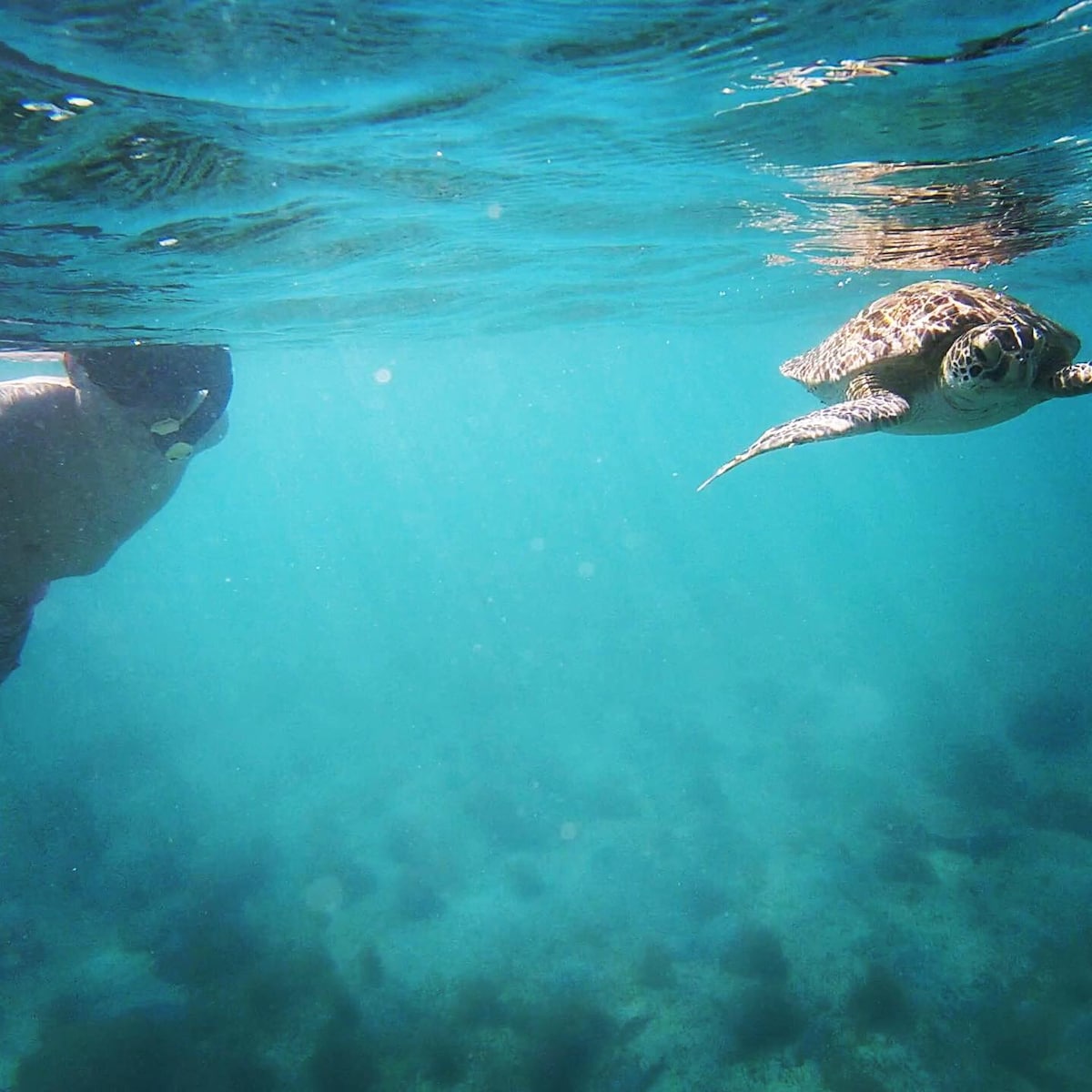 Snorkel with sea turtles