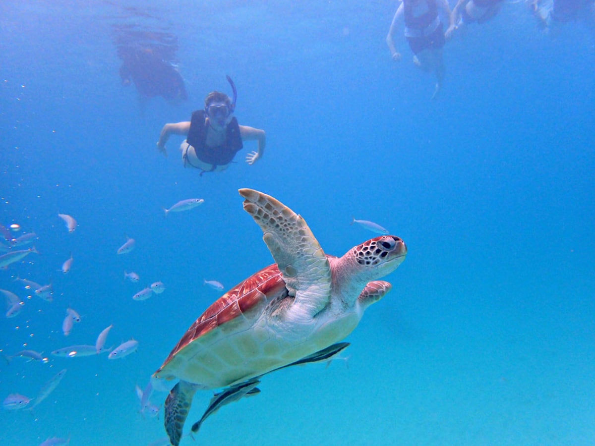 Snorkel with sea turtles