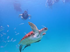 Snorkel with Wild Sea Turtles