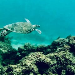Snorkel with Wild Sea Turtles