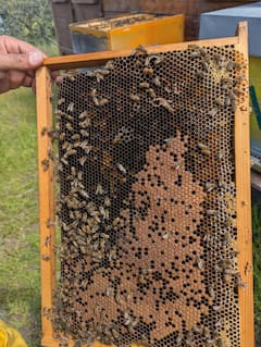 Descubre la casa de las abejas en el Etna