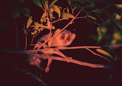 Descubre los secretos del bosque nocturno con Slow Loris Tour