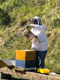 Descubra las abejas de la Ciudadela de Blaye