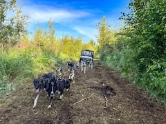 Talkeetna：夏季旱地狗拉雪橇之旅