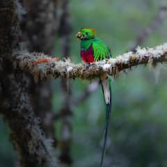Busca a Quetzal con un guía local de observación de aves