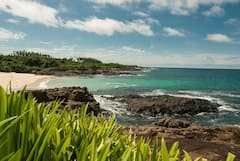 Observez les baleines à bosse et passez du temps sur l'île Iguana