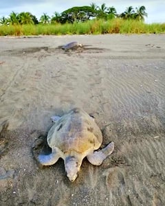 Voyez la nidification des tortues sur l'île Cañas