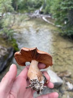 Incursión en busca de hongos, plantas y vida silvestre en el Shawnee