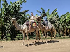 Paseo en camello por pueblos y campos verdes