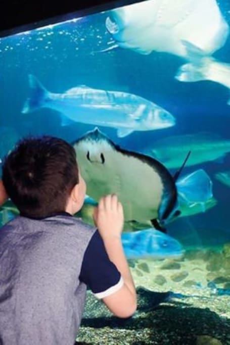 Dive Into Ocean Worlds at Sea Life Aquarium London