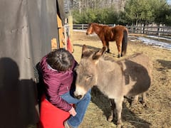 Câlins d'ânes et expériences à la ferme
