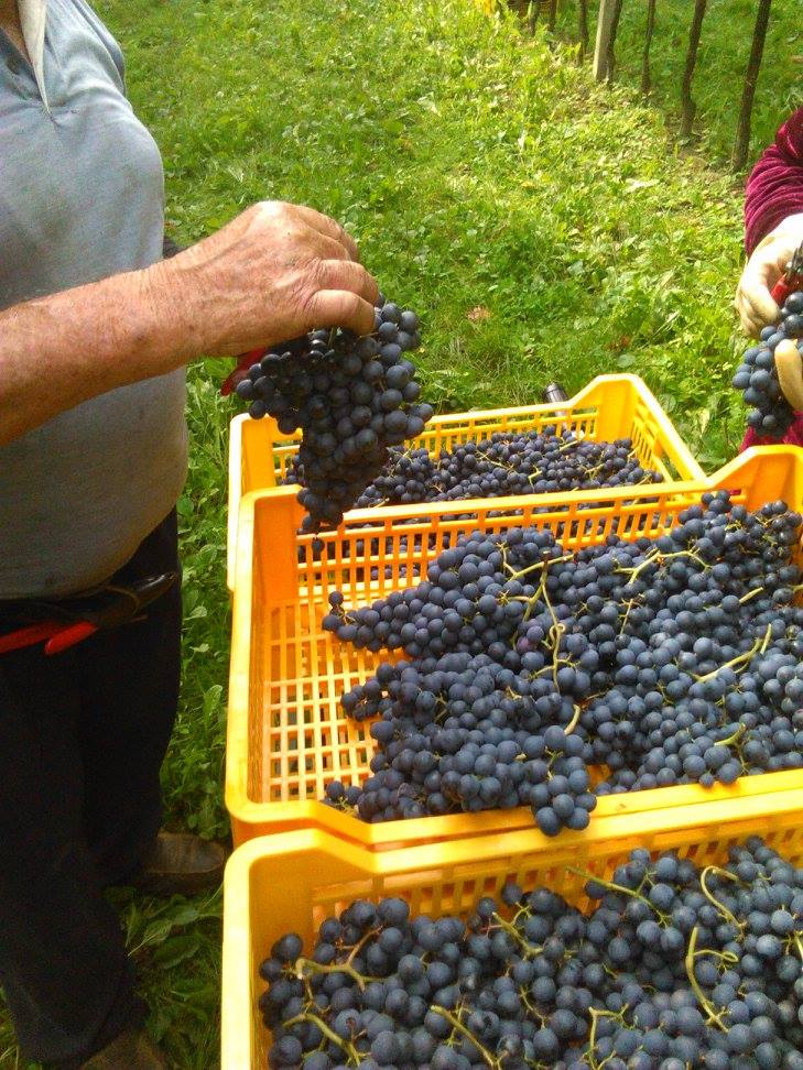 Дегустация на вина във винарна Le Ginestre