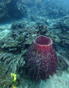 Snorkel y meditación oceanica con cuencos en Barú