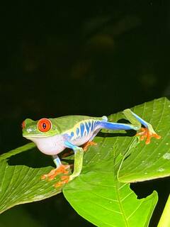 Promenade nocturne pour observer la faune de La Fortuna : les grenouilles