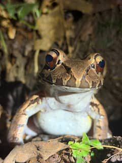 Promenade nocturne pour observer la faune de La Fortuna : les grenouilles
