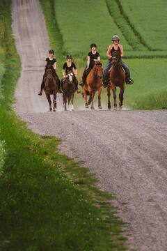 Paseo guiado a caballo por el campo