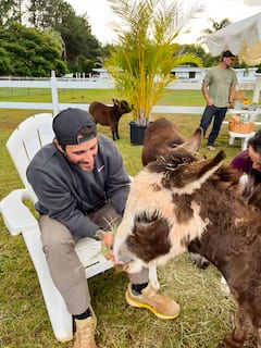 Conoce a los mini burros de Maui
