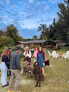 Conoce a los mini burros de Maui