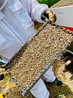 Cuida colmenas vivas con un defensor de las abejas