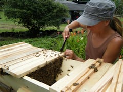 Découvrez l'ancienne tradition de raconter aux abeilles