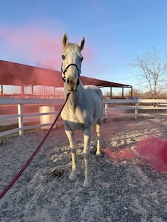 Clase de equitación en la arena o paseo por el sendero